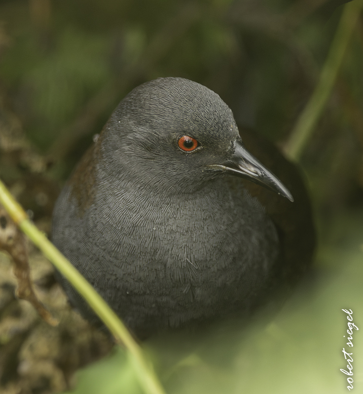 galapagos